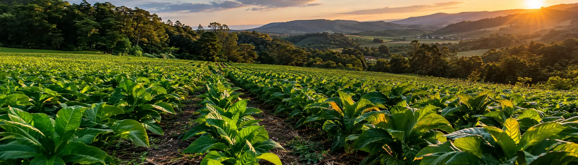 DMC Tabacos — indústria do tabaco